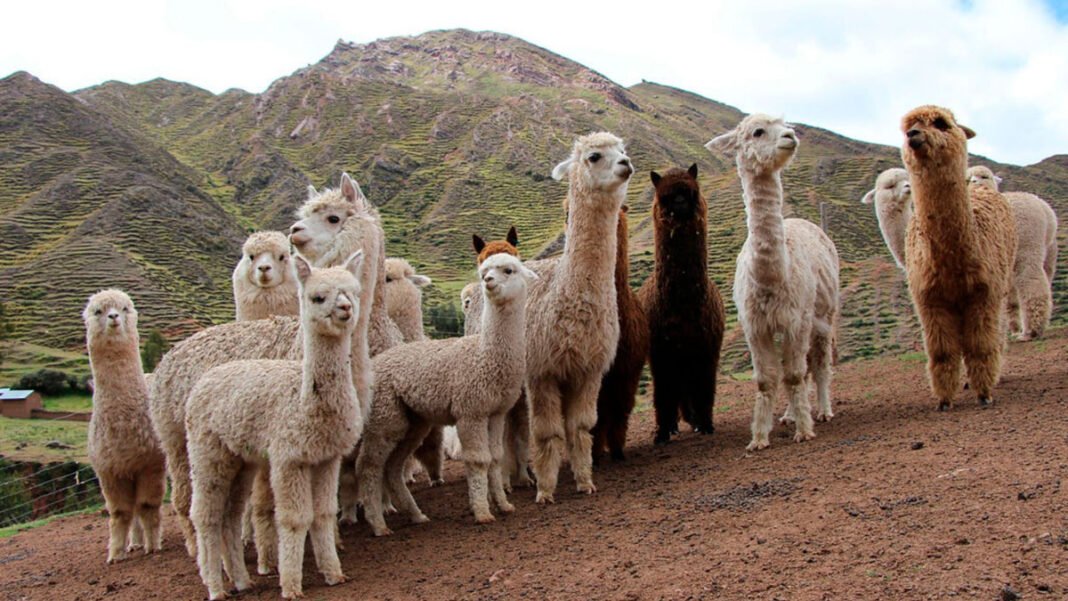 Per Registra La Mayor Poblaci N De Alpacas Y Mayor Producci N De Fibra