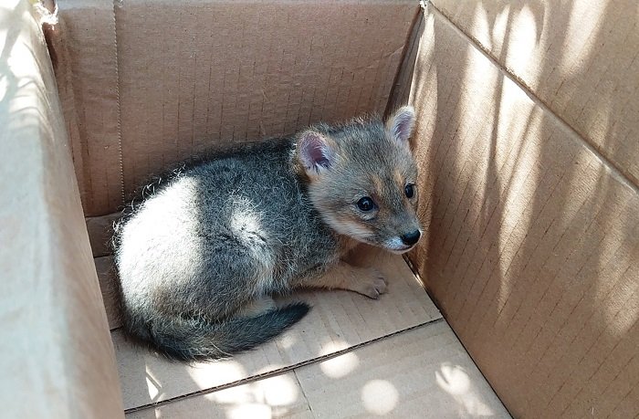 Más de 10 animales silvestres fueron hallados por SERFOR