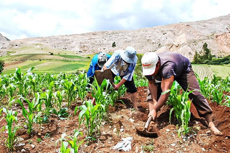 Agrobanco prevé otorgar más de S/ 1,000 millones en créditos