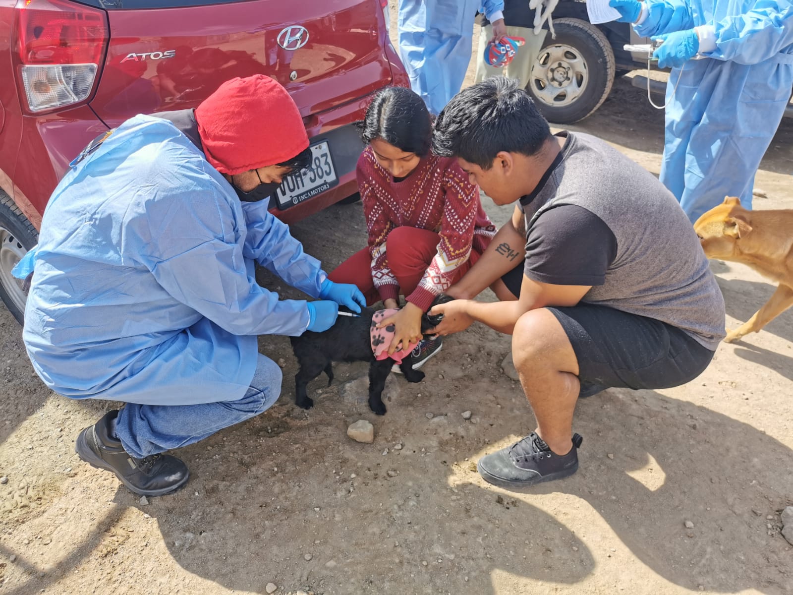 Vacunan contra la rabia a 1 403 canes en Mollebaya