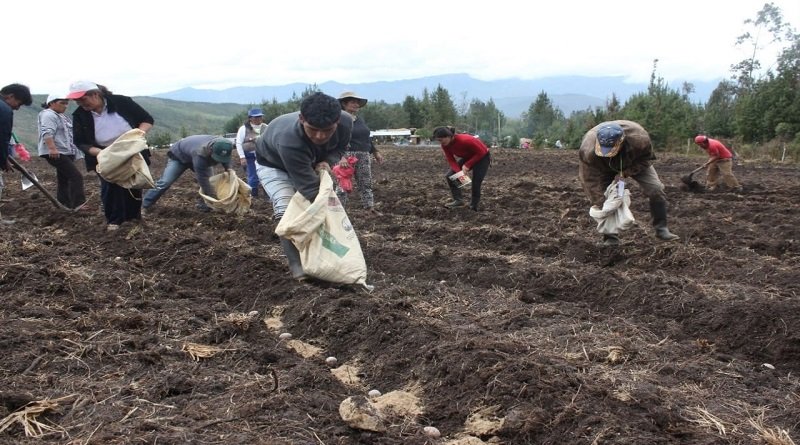 Agricultores temen escasez por crisis mundial