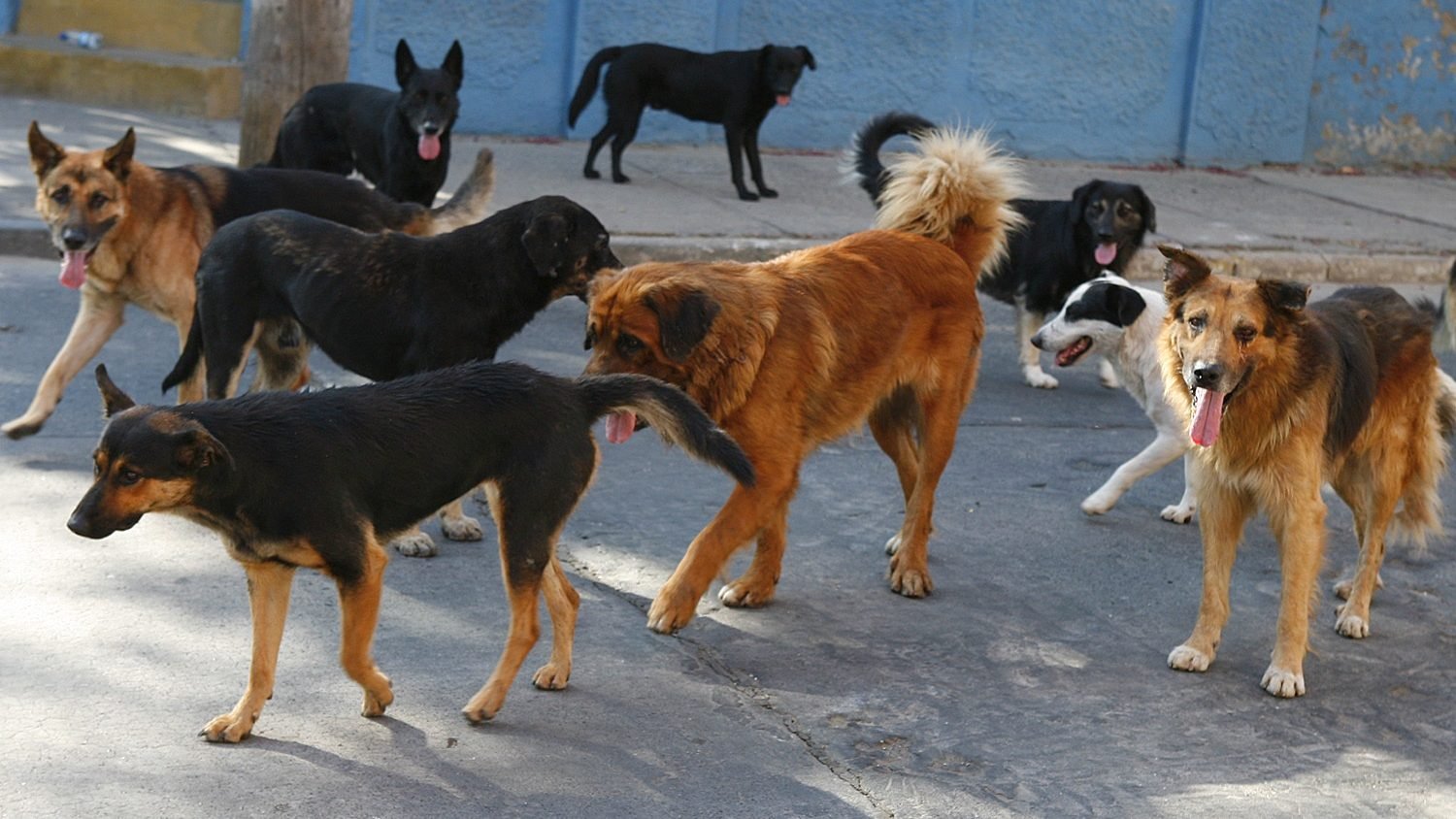 Rabia canina se traslada a Quequeña y Mollebaya