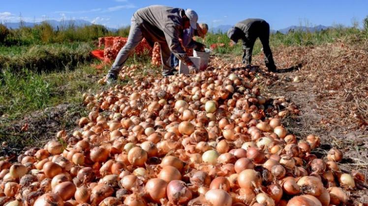 La producción de cebollas en Perú cayó en 14.5%