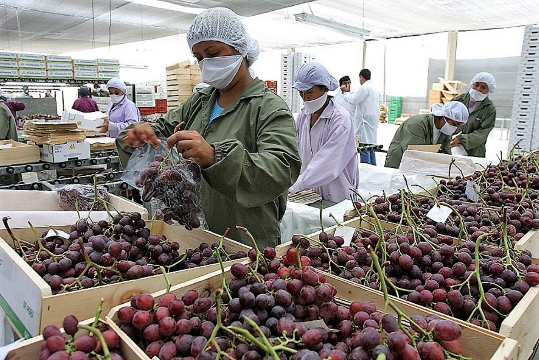 Exportaciones peruanas a Rusia de uva, palta, mango y café serán afectadas