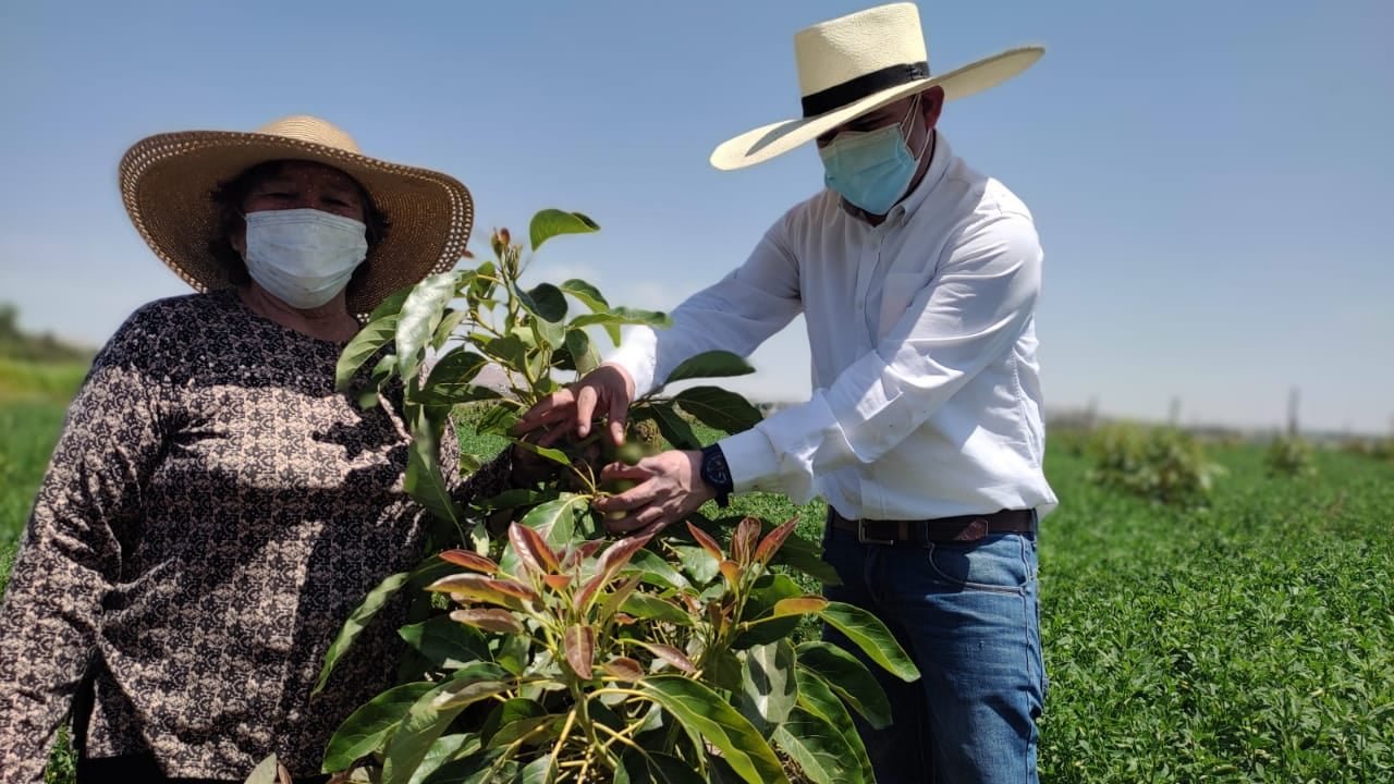 Distribuyen plantones de palta, guayaba y limón en Las Joya