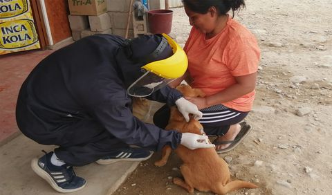 Mañana realizarán campaña antirrábica en Characato