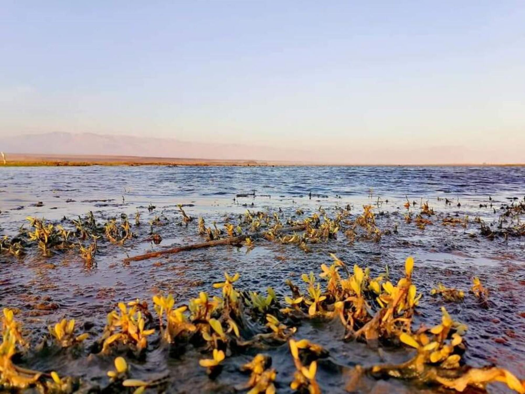 Declaran área de conservación a Humedales de Chaviña-Bella Unión