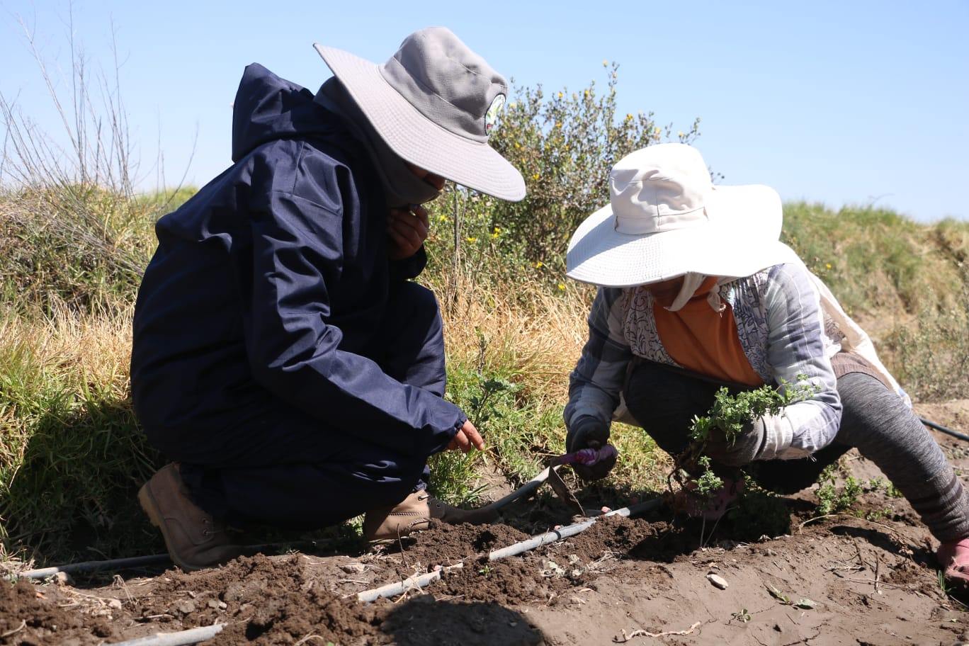 Inician trasplante y replante de orégano en campos de Yarabamba