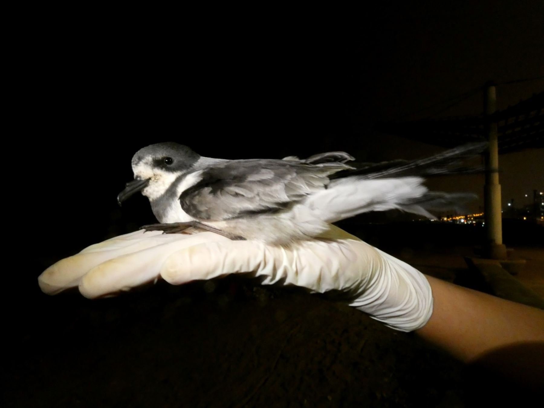 Inician campaña para reducir el uso de luz artificial para aves migratorias