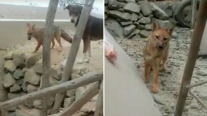 Zorro andino hallado en El Pedregal lo cuida SERFOR