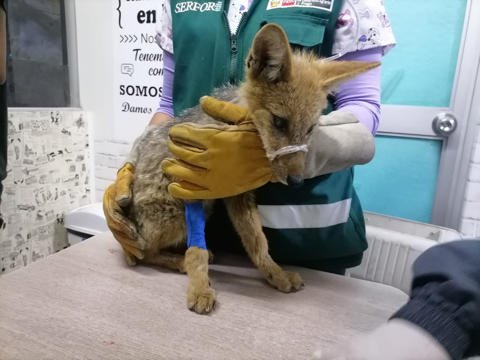 Los animales silvestres no son mascotas y no debemos ser cómplices