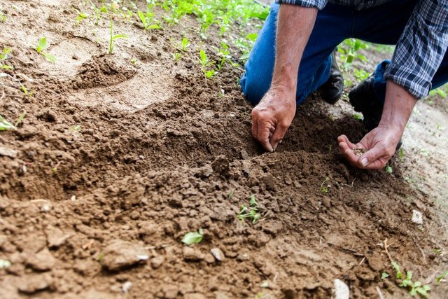 Escasez de alimentos iniciaría a partir de agosto por precios altos de fertilizantes