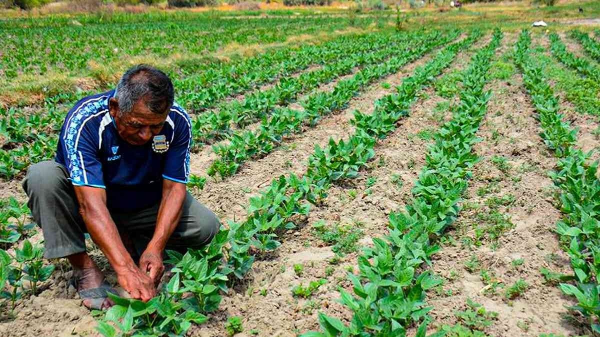 Contraloría detecta irregularidades en adquisición de fertilizantes