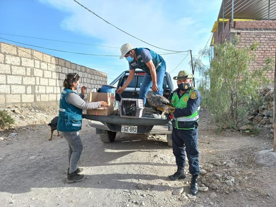 Serfor halló más de 40 animales silvestres en Arequipa