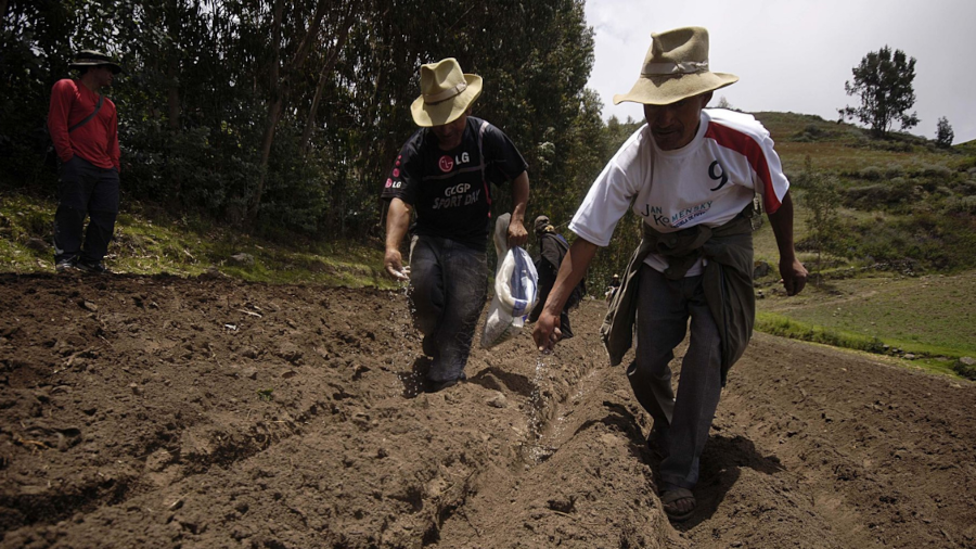 Ni la cuarta parte de agricultores de Arequipa se beneficiarían con fertilizantes