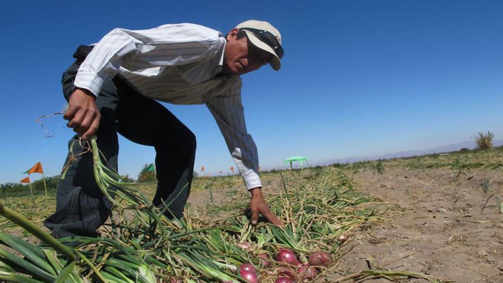 SADA advierte que producción agrícola podría caer hasta en 30%