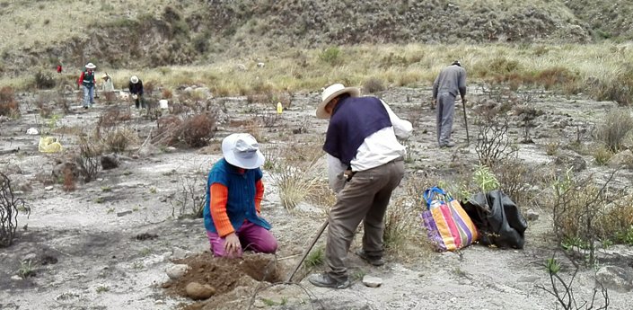 Reforestarán más de mil 500 hectáreas en dos provincias