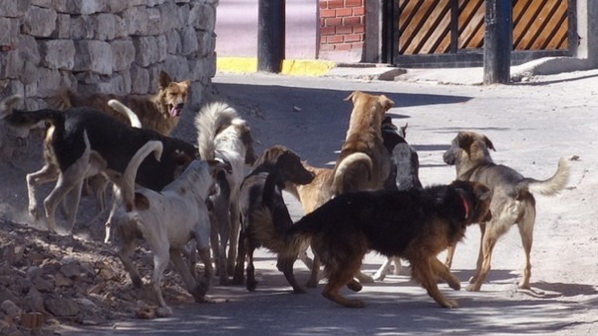 Incidencia de rabia canina se registra en 16 distritos