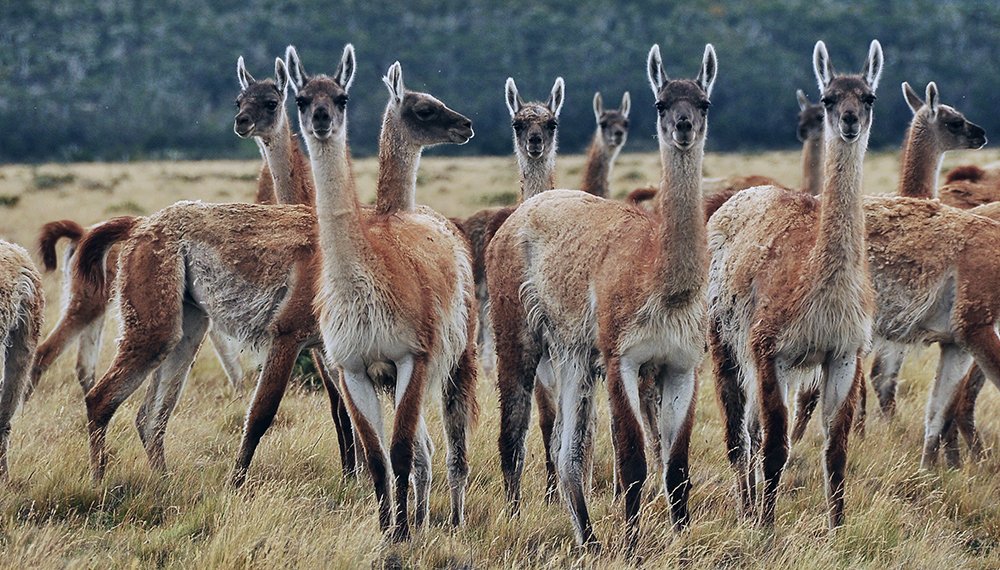 Harán censo del guanaco con drones para evitar su extinción