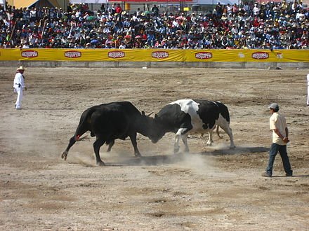 Vuelve la tradicional pelea de toros en Arequipa este fin de semana