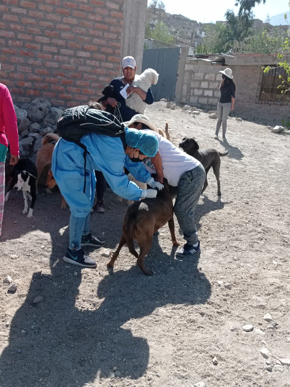 Vacunaron 6 537 canes contra la rabia en Alto Selva Alegre