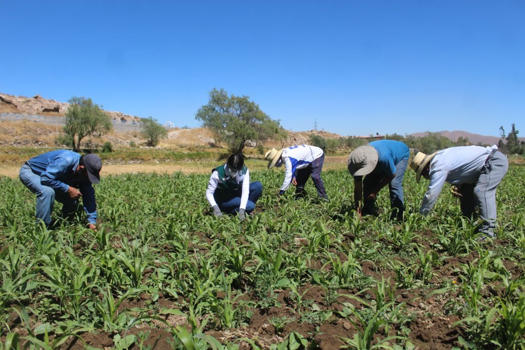 Agricultores evaluarán protesta tras falta de apoyo para el sector