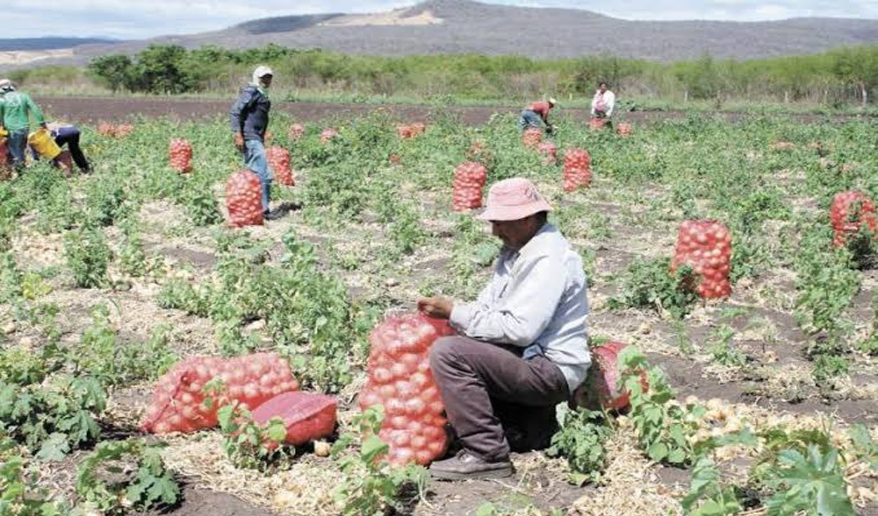 Agricultores de Arequipa evalúan pedir renuncia del presidente Pedro Castillo