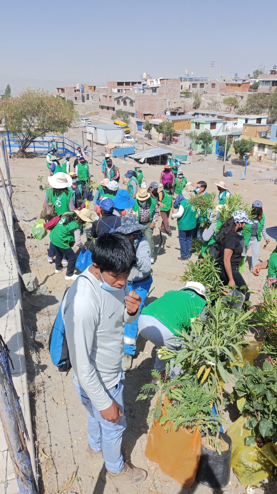 Plantaron más de 800 arbolitos