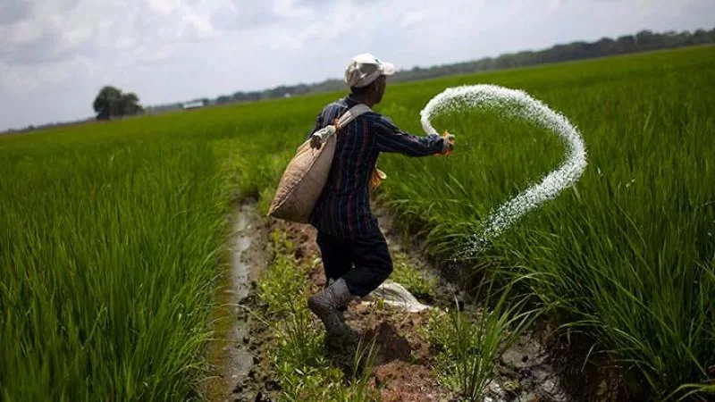 Estado peruano no comprará urea para los agricultores