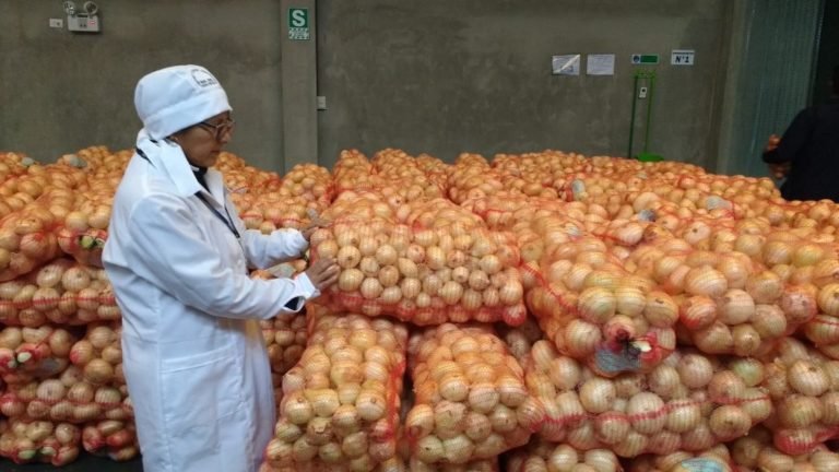 Productores de Tambo exportan 35 toneladas de ajo a México