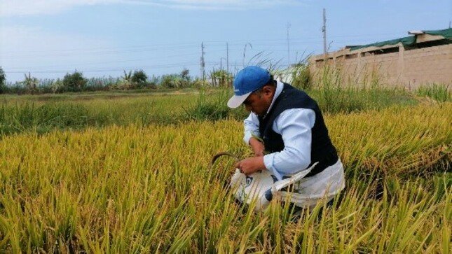 Peligran cultivos de arroz y papa por escasez de fertilizantes