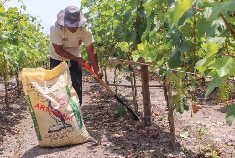 Agricultores preocupados por demora en compra de urea