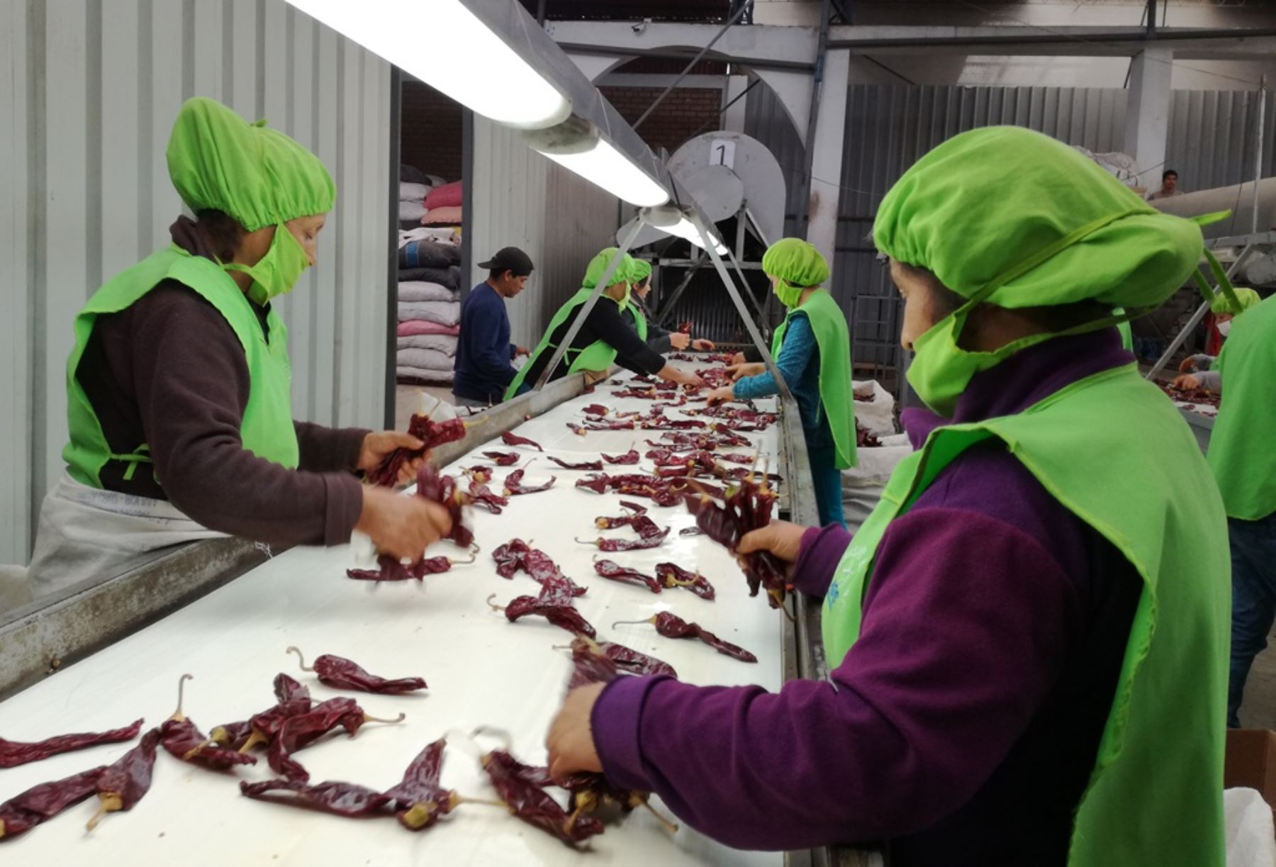 Exportación de capsicum cerraría con alza de 6%