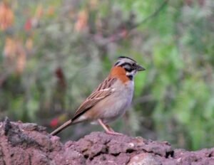 Lee más sobre el artículo Contaminación ambiental y sonora también afecta el canto de gorriones