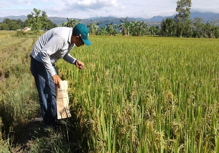 Proyectos de mejora productiva del arroz inician en 11 distritos