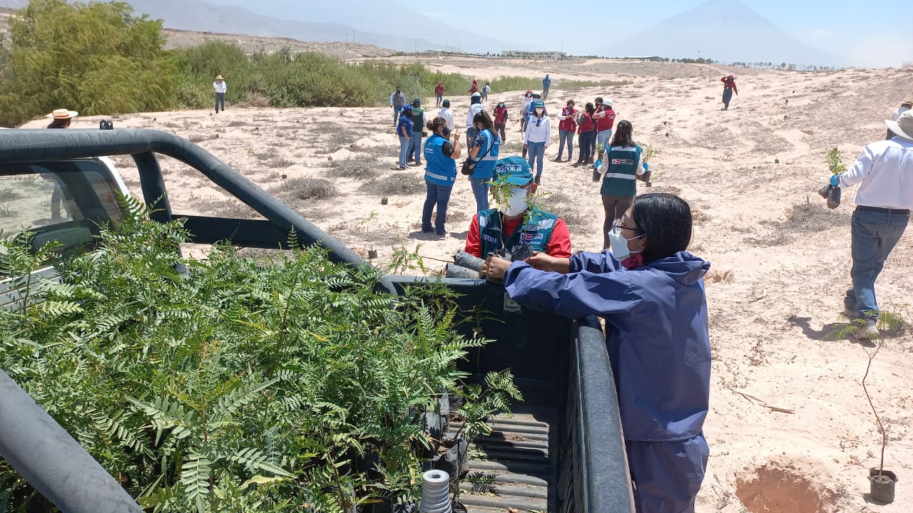 Plantarán árboles en Cayma y Cerro Colorado