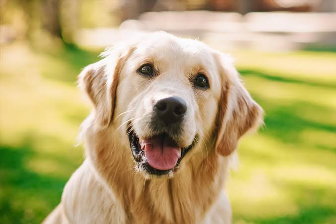 SOAT cubrirá atención médica de perritos atropellados