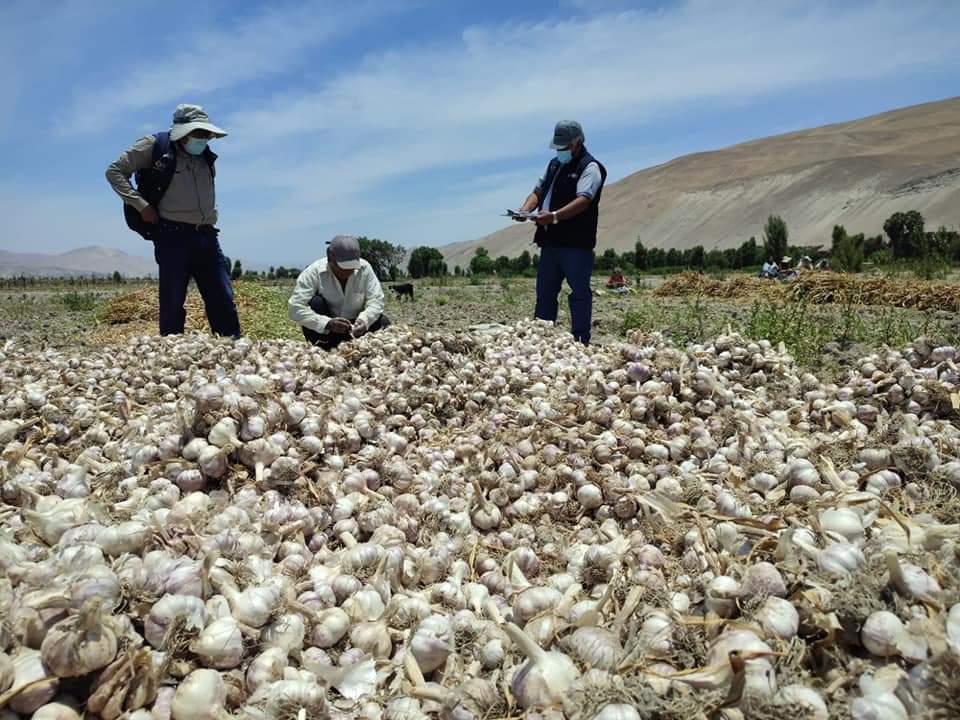 Del 25 al 27 de noviembre realizará el 1er Encuentro de Productores de Ajo en Valle de Tambo