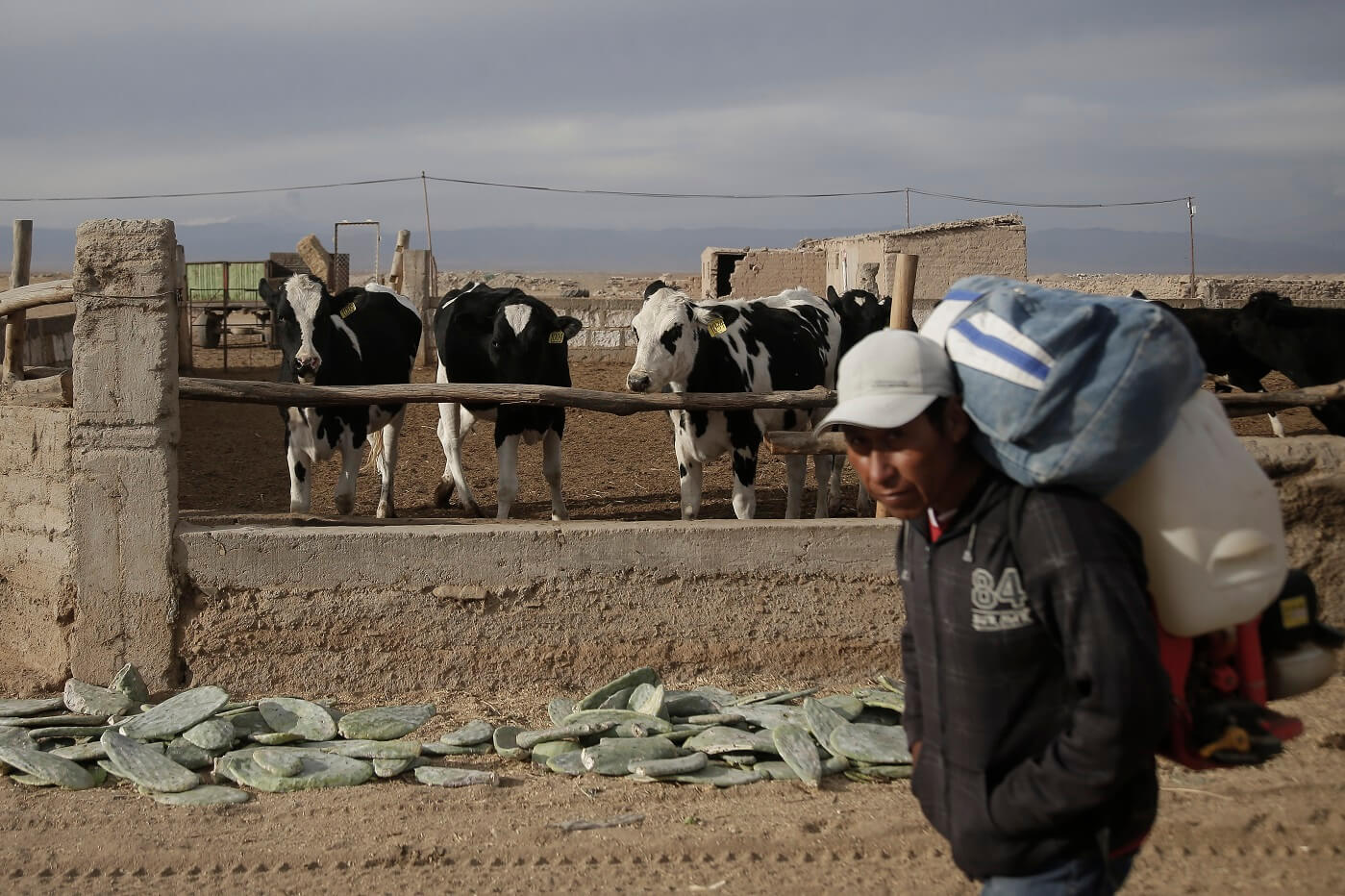 Ganaderos de Arequipa piden apoyo al gobierno para acceder a créditos