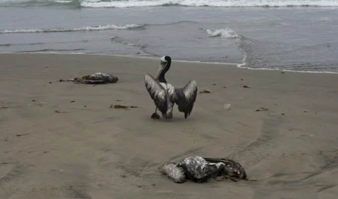 Senasa reporta muerte de más de 500 aves marinas en Arequipa