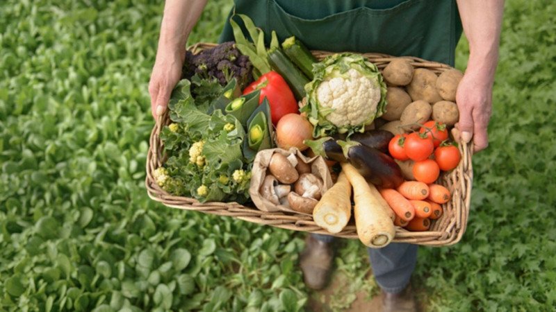 La alimentación mundial en riesgo por la caída de los nutrientes