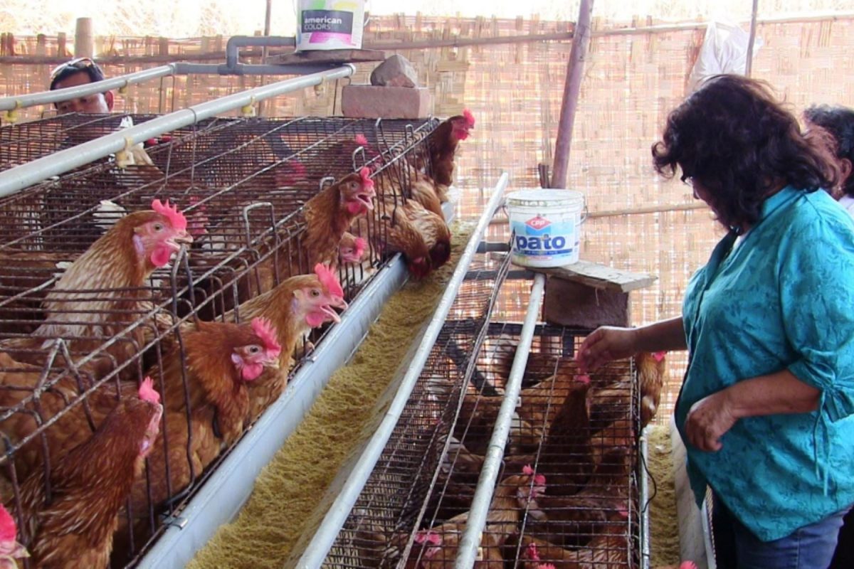 Descartan riesgo de contagio de influenza por consumo de aves o huevos