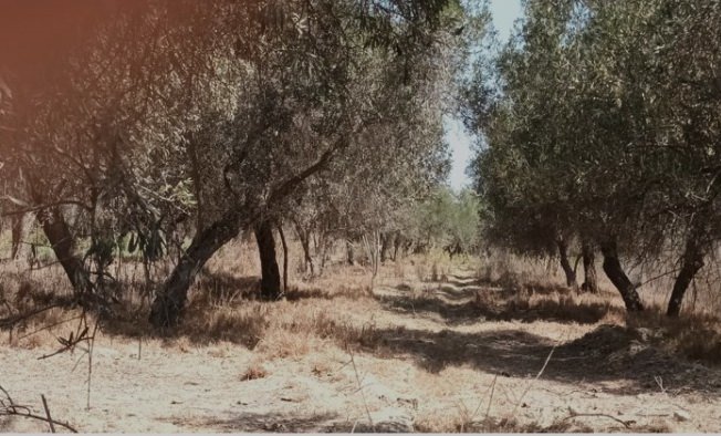 Declaran en estado de emergencia a once distritos de Caravelí