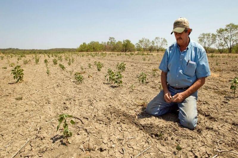 Alrededor del 20% de cultivos en Caravelí se perderían por escasez hídrica