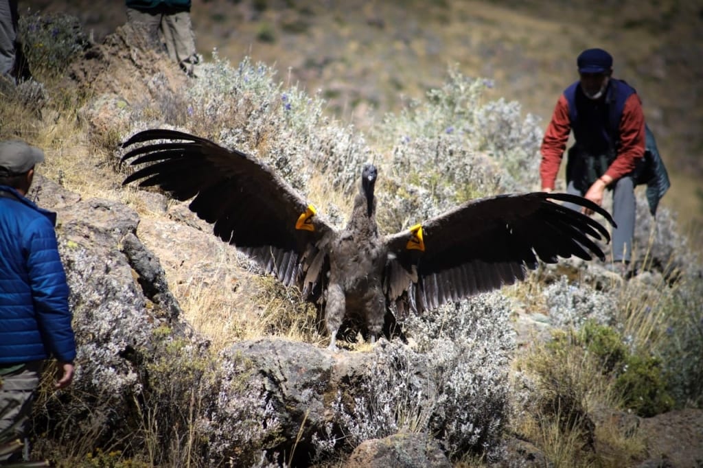 Estudiarán a cóndores del Colca para descartar contaminación