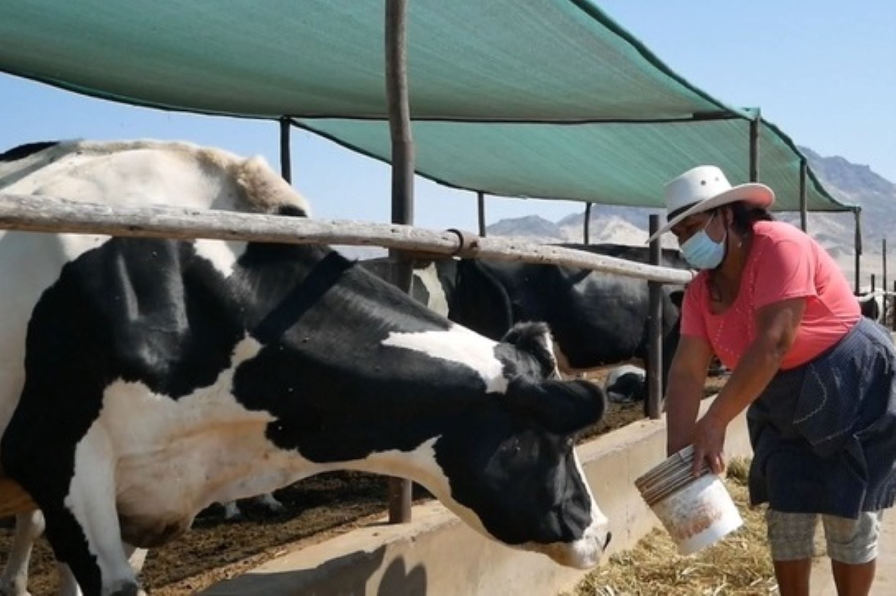 Actos vandálicos afectaron a cerca de 7,000 ganaderos del país