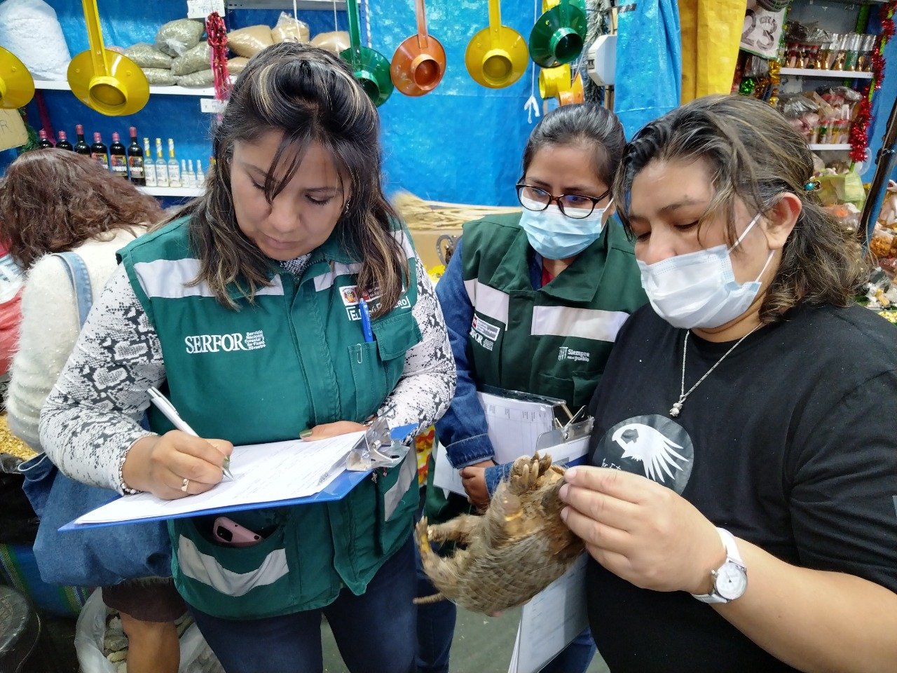 Arequipa: Uso de quirquinchos para rituales de fin de año es un acto de crueldad animal