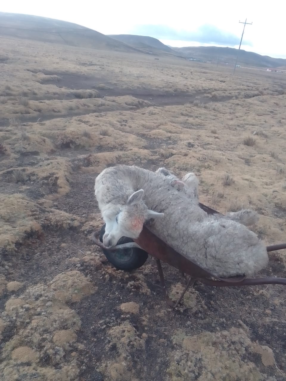 Alpacas abortan por intenso frío y solicitan 30 toneladas de forraje