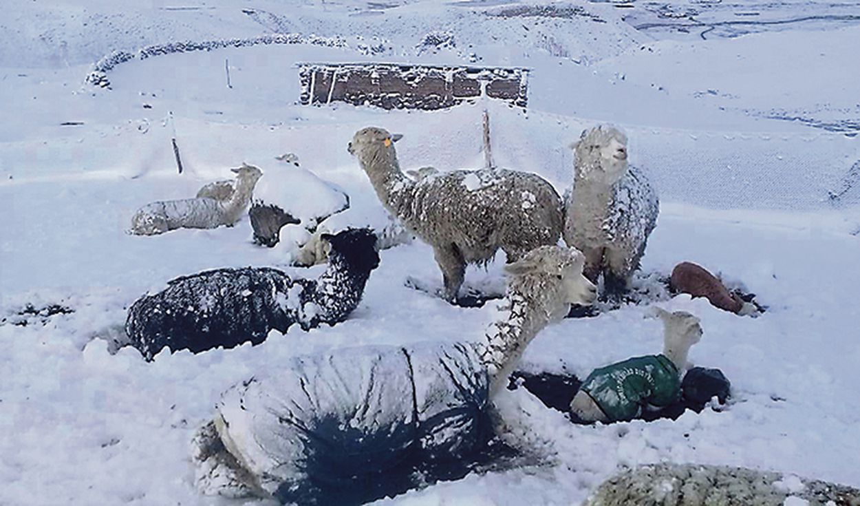 Heladas y nevadas provocan muerte de más de 5,000 alpacas