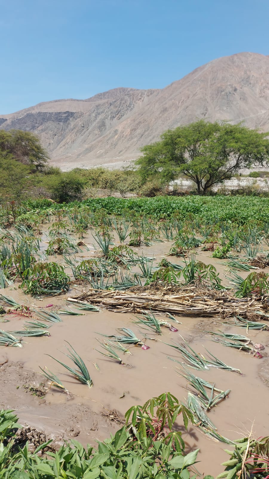 Desborde del río Ocoña arrasó con más de 600 hectáreas de cultivo